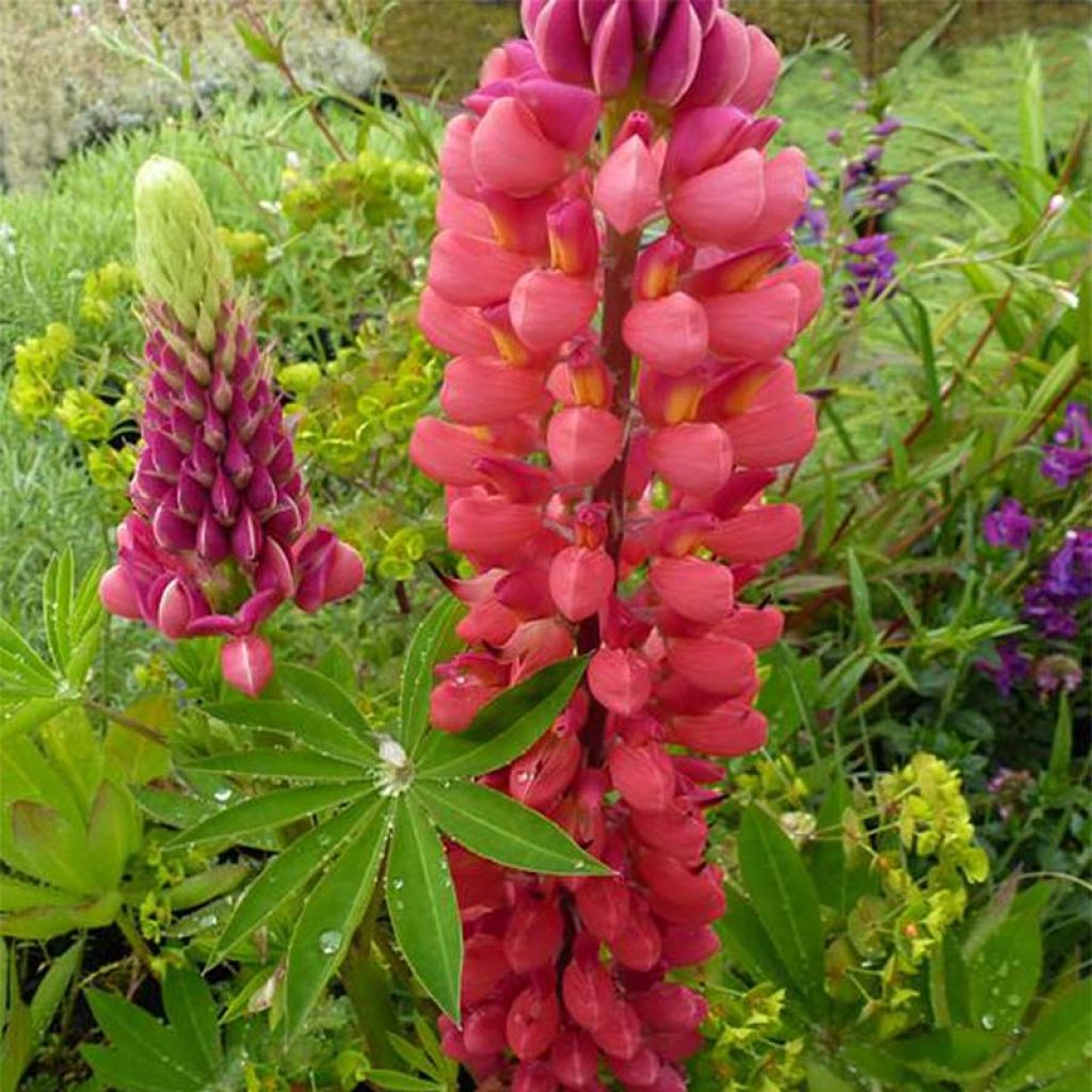 Staudenlupine My Castle