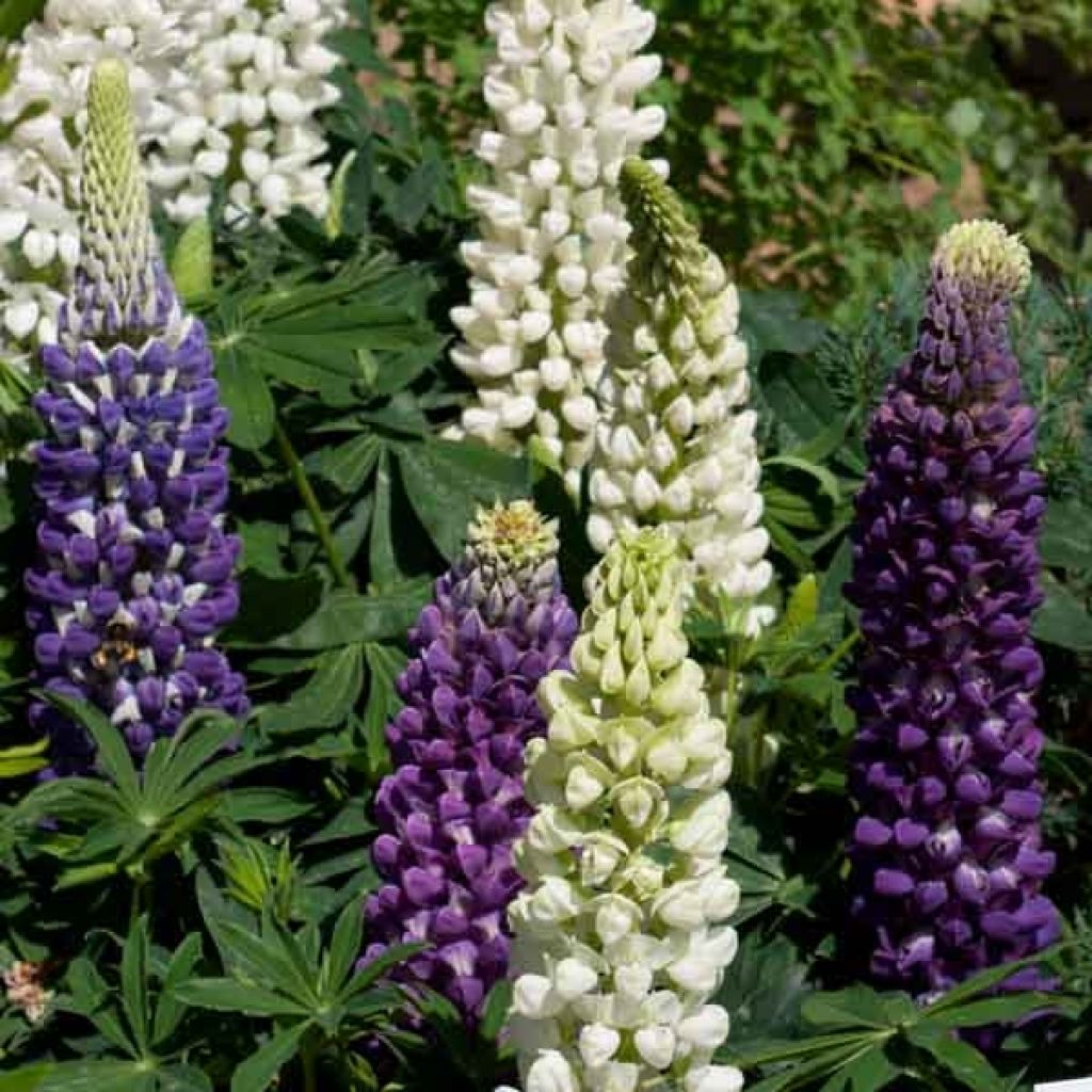 Staudenlupine Gallery Blue