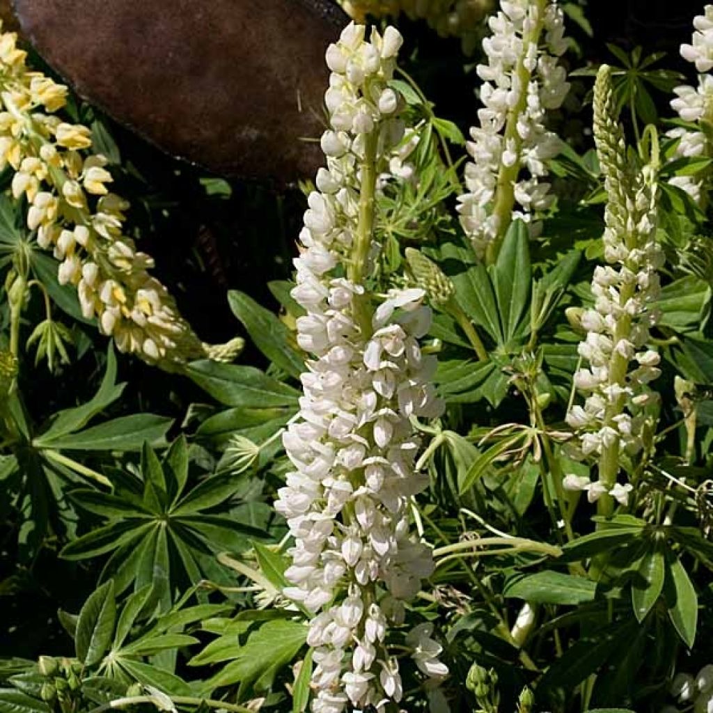 Staudenlupine Gallery White