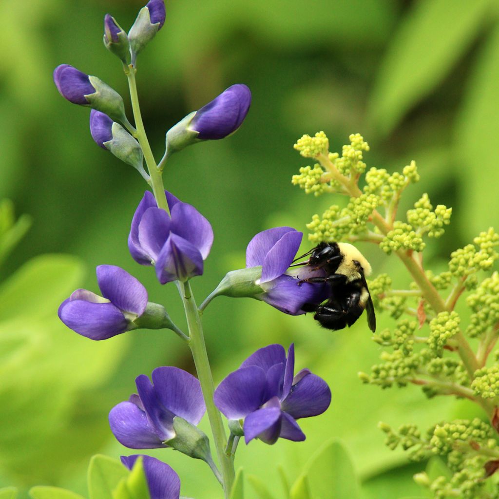 Baptisia Purple Smoke - Indigolupine