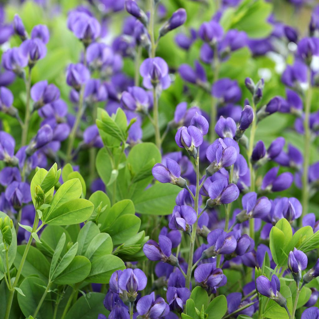 Baptisia Purple Smoke - Indigolupine