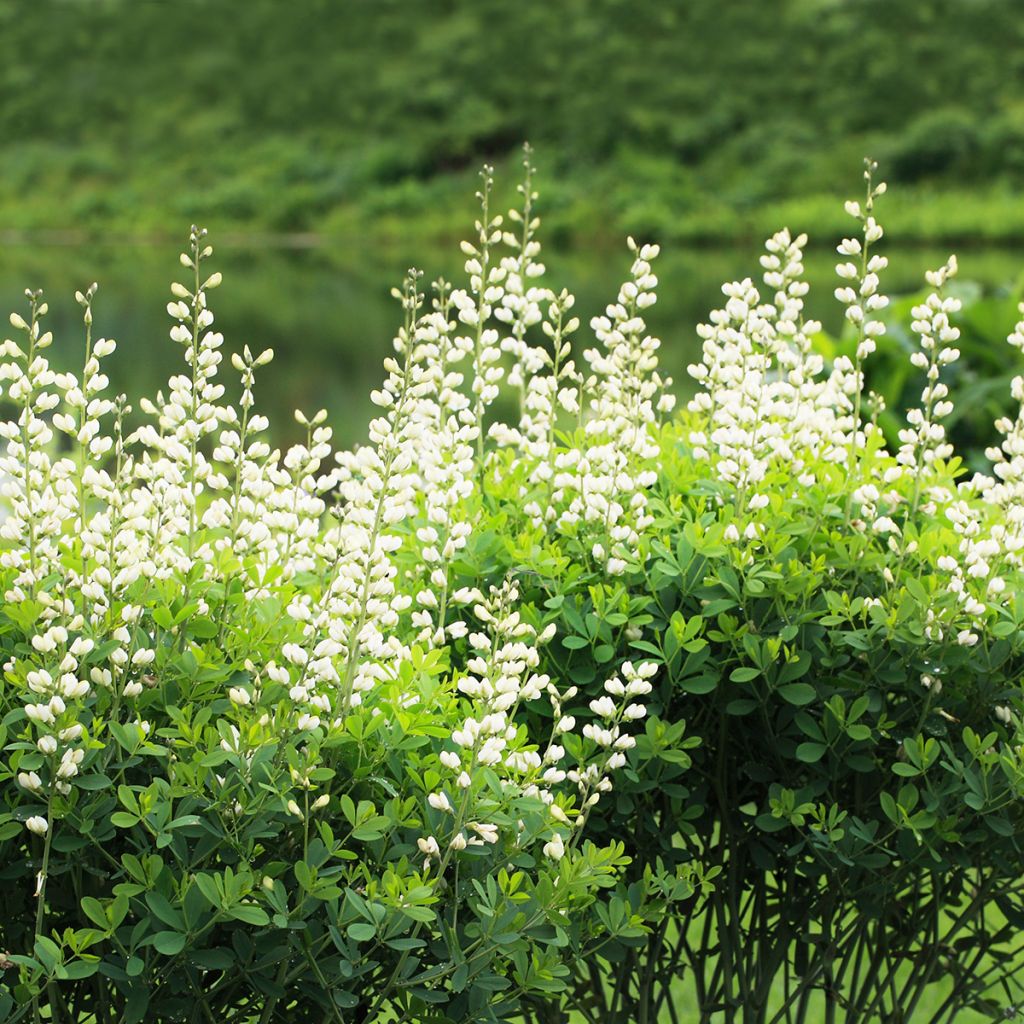 Baptisia australis Alba - Indigolupine