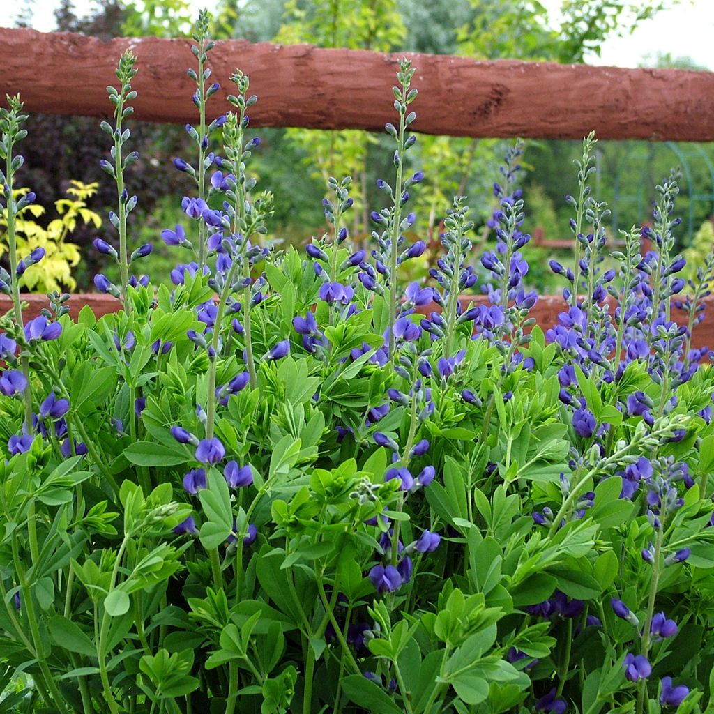 Baptisia australis - Färberhülse