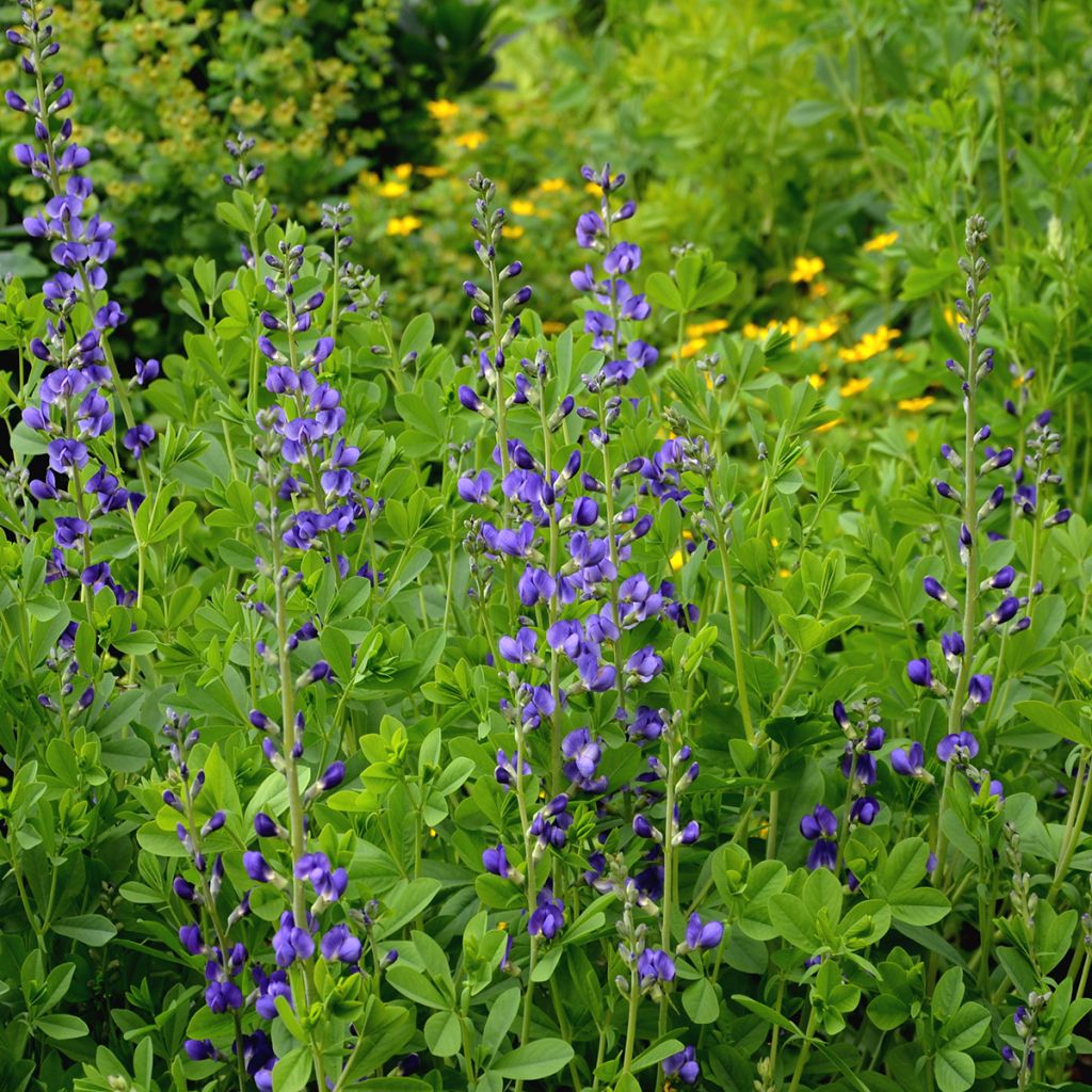 Baptisia australis - Färberhülse