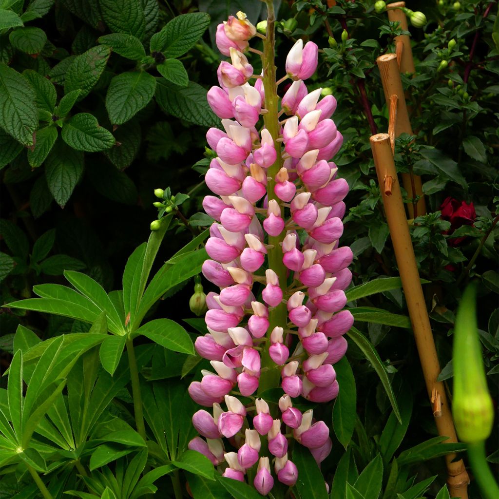 Lupinus Minaret (Minarette) - Lupin