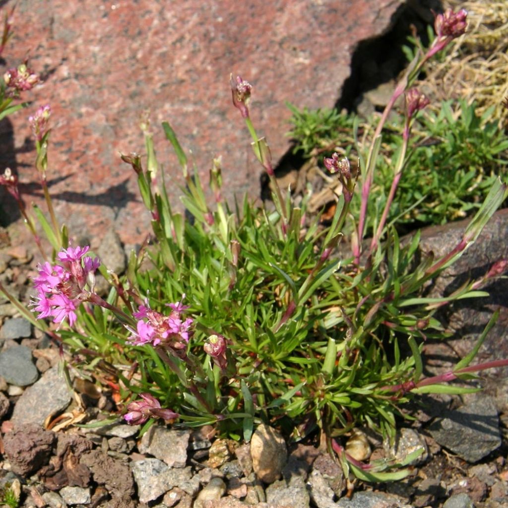 Alpen-Lichtnelke - Lychnis alpina