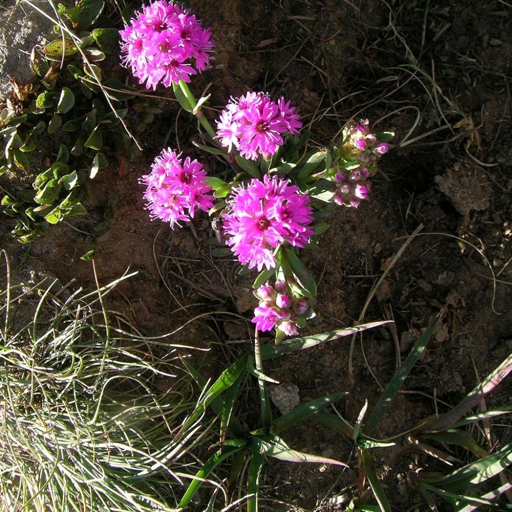 Lychnis alpina - Lychnis des Alpes - Silene suecica - Viscaria alpina