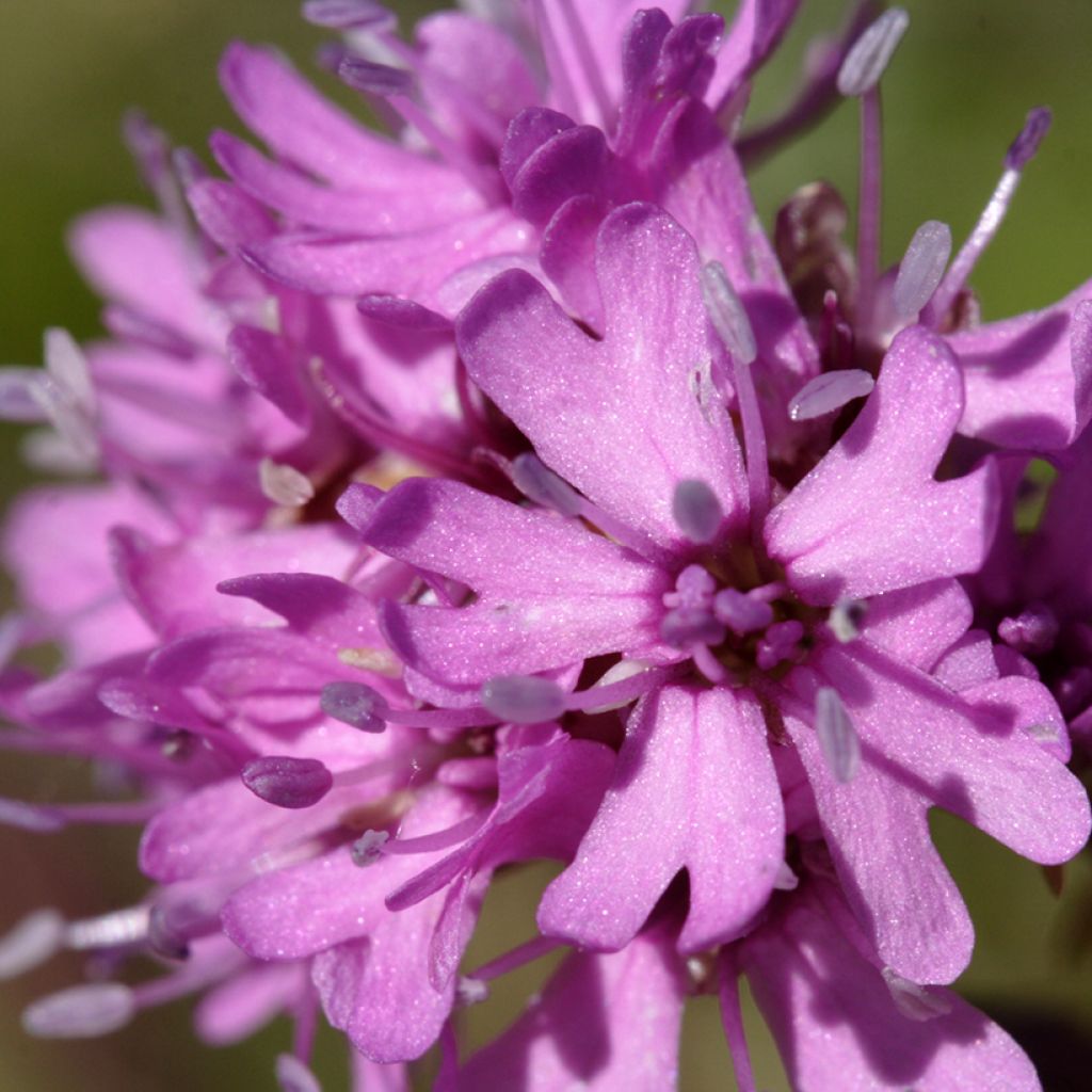 Alpen-Lichtnelke - Lychnis alpina