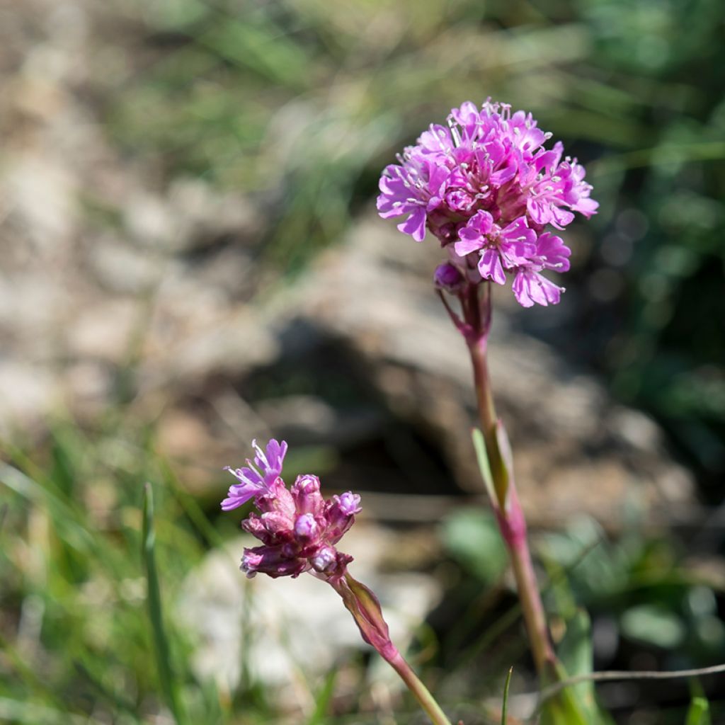 Alpen-Lichtnelke - Lychnis alpina