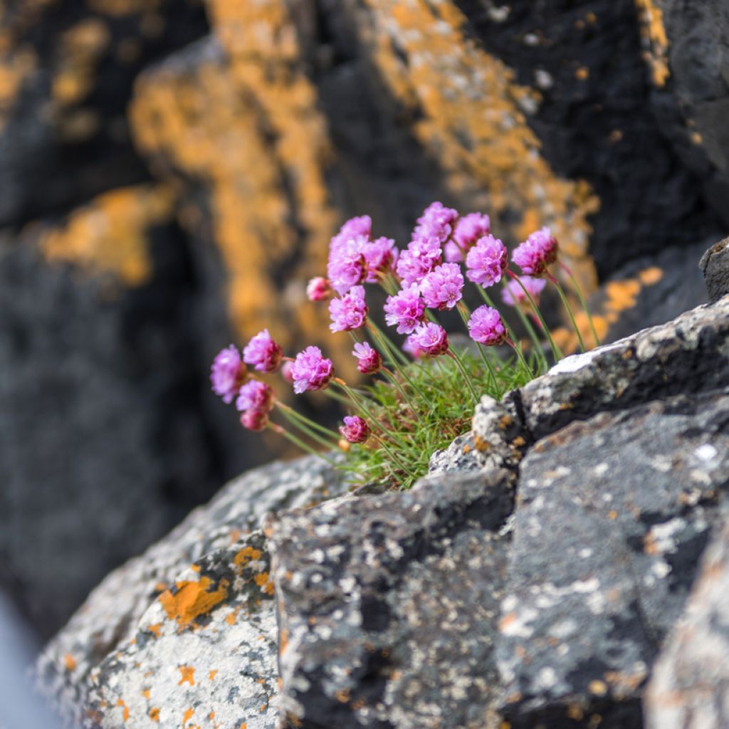 Alpen-Lichtnelke - Lychnis alpina