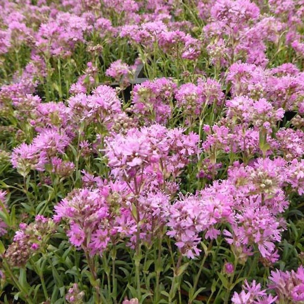 Alpen-Lichtnelke Rosea - Lychnis alpina