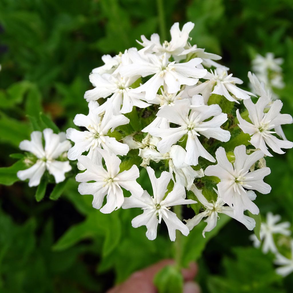 Lichtnelke Alba - Lychnis chalcedonica