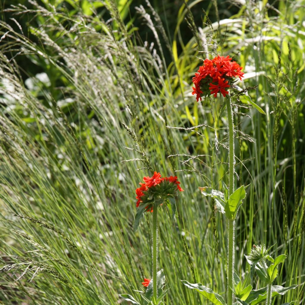 Lichtnelke Flore Pleno - Lychnis chalcedonica