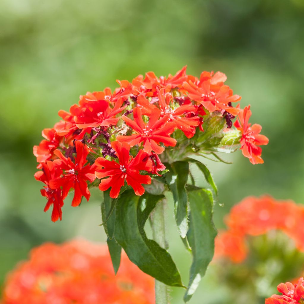 Lichtnelke Flore Pleno - Lychnis chalcedonica