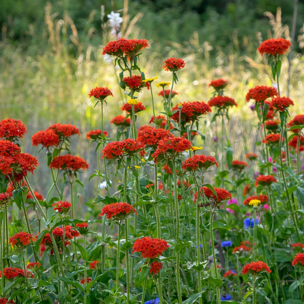 Lichtnelke Flore Pleno - Lychnis chalcedonica