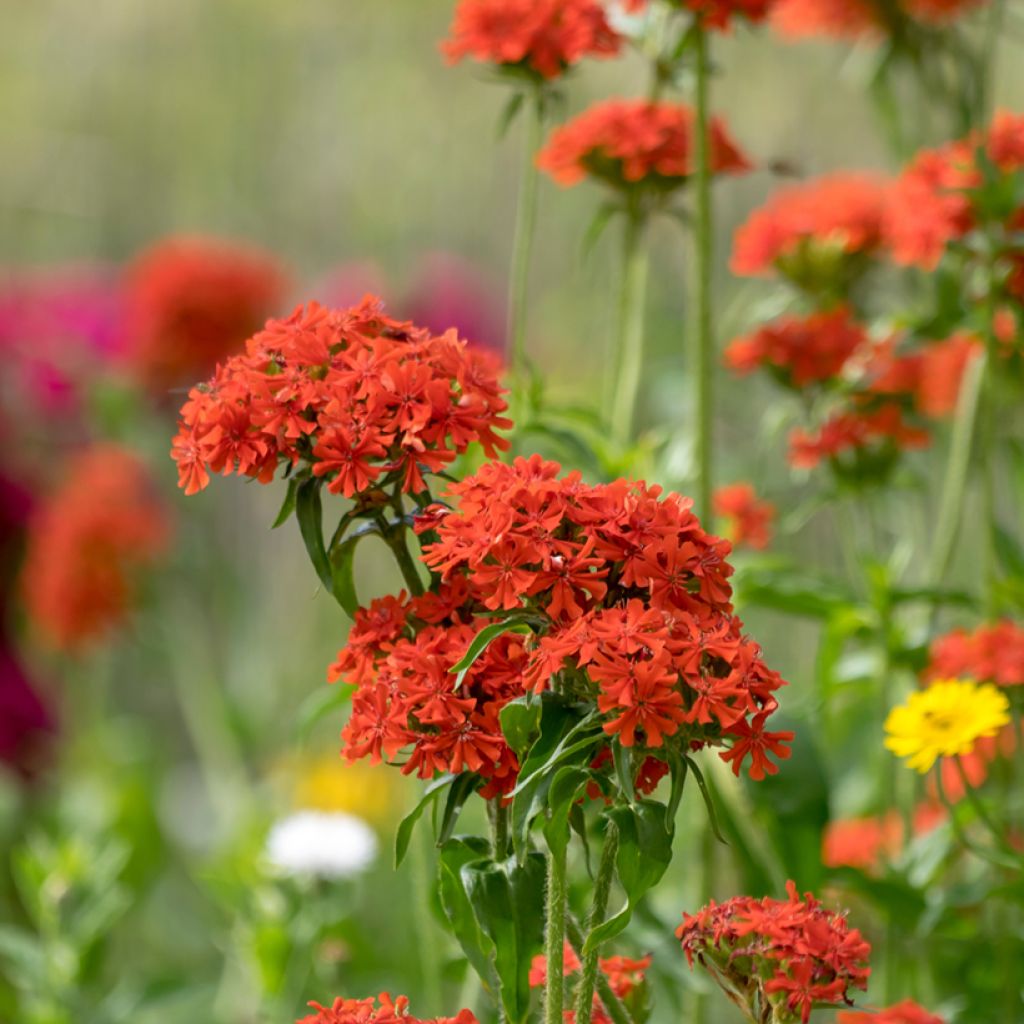 Lichtnelke Flore Pleno - Lychnis chalcedonica