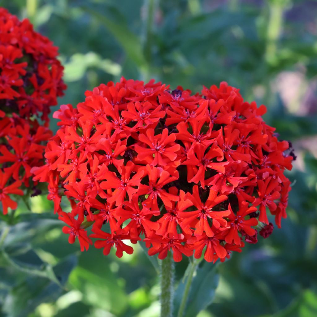 Lichtnelke Flore Pleno - Lychnis chalcedonica