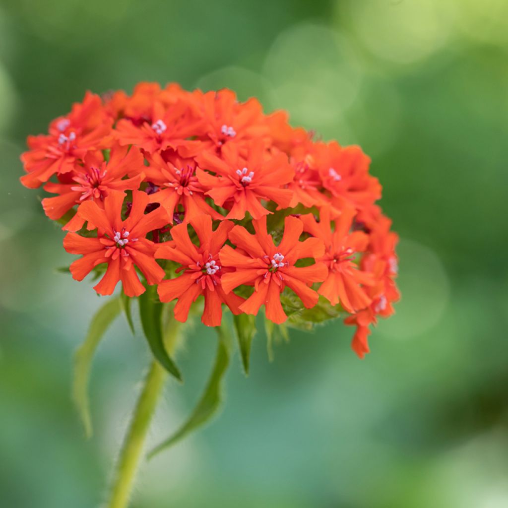 Lichtnelke Flore Pleno - Lychnis chalcedonica