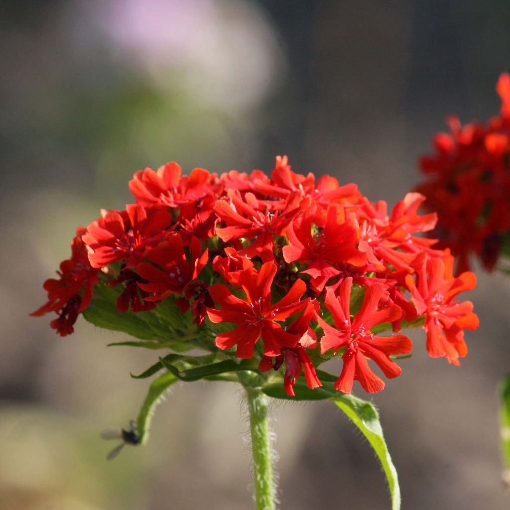 Lichtnelke Flore Pleno - Lychnis chalcedonica