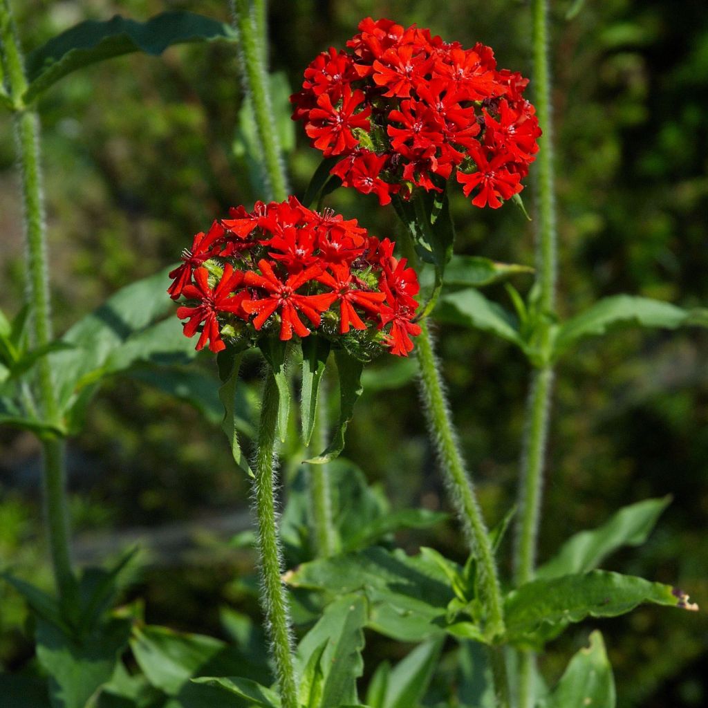 Lichtnelke Flore Pleno - Lychnis chalcedonica