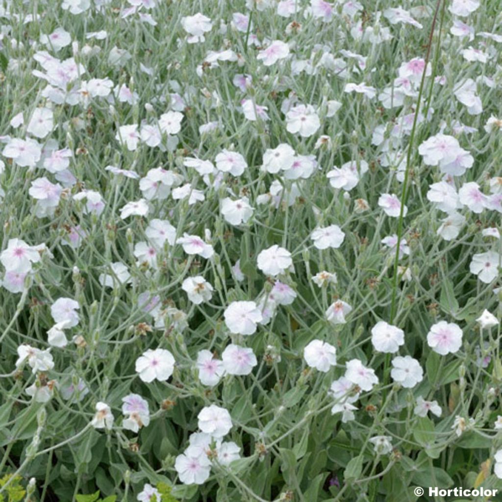 Lychnis coronaria Alba - Coquelourde des jardins blanche