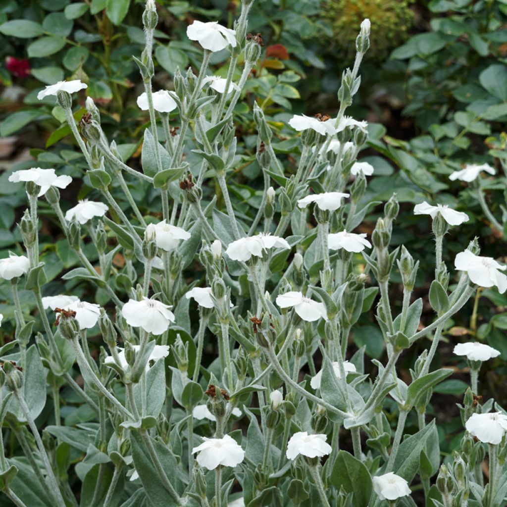 Kranz-Lichtnelke Alba - Lychnis coronaria