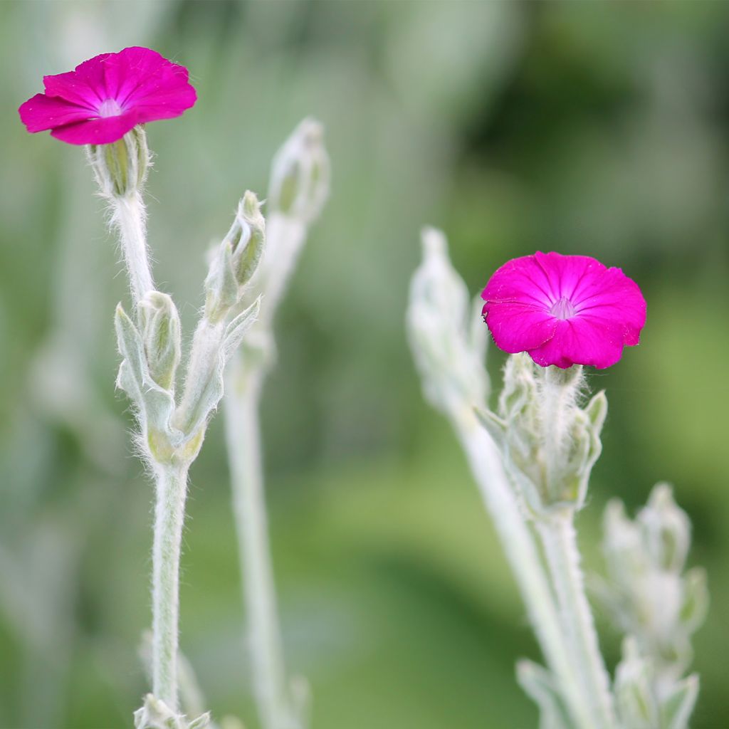 Kranz-Lichtnelke - Lychnis coronaria