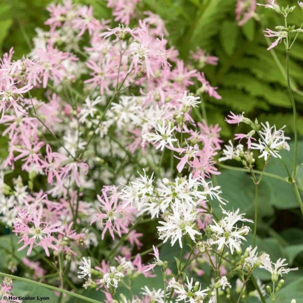 Lychnis flos-cuculi - Œillet des près