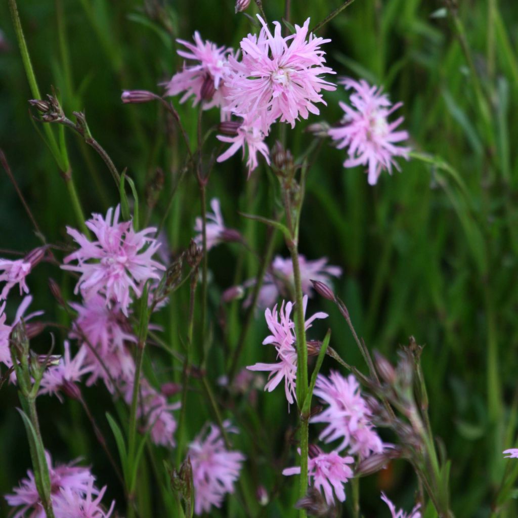 Lychnis flos cuculi Jenny - Oeillet des prés rose