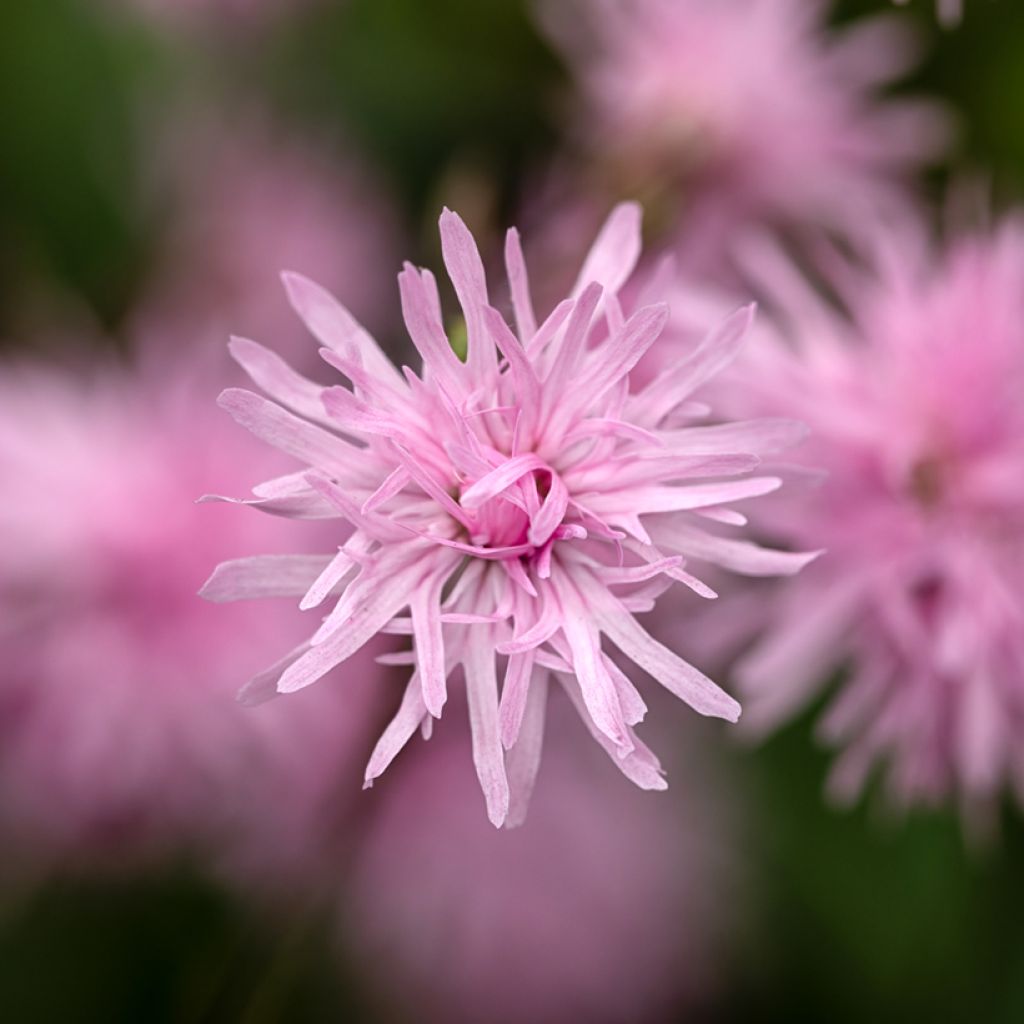 Kuckucks-Lichtnelke Jenny - Lychnis flos-cuculi