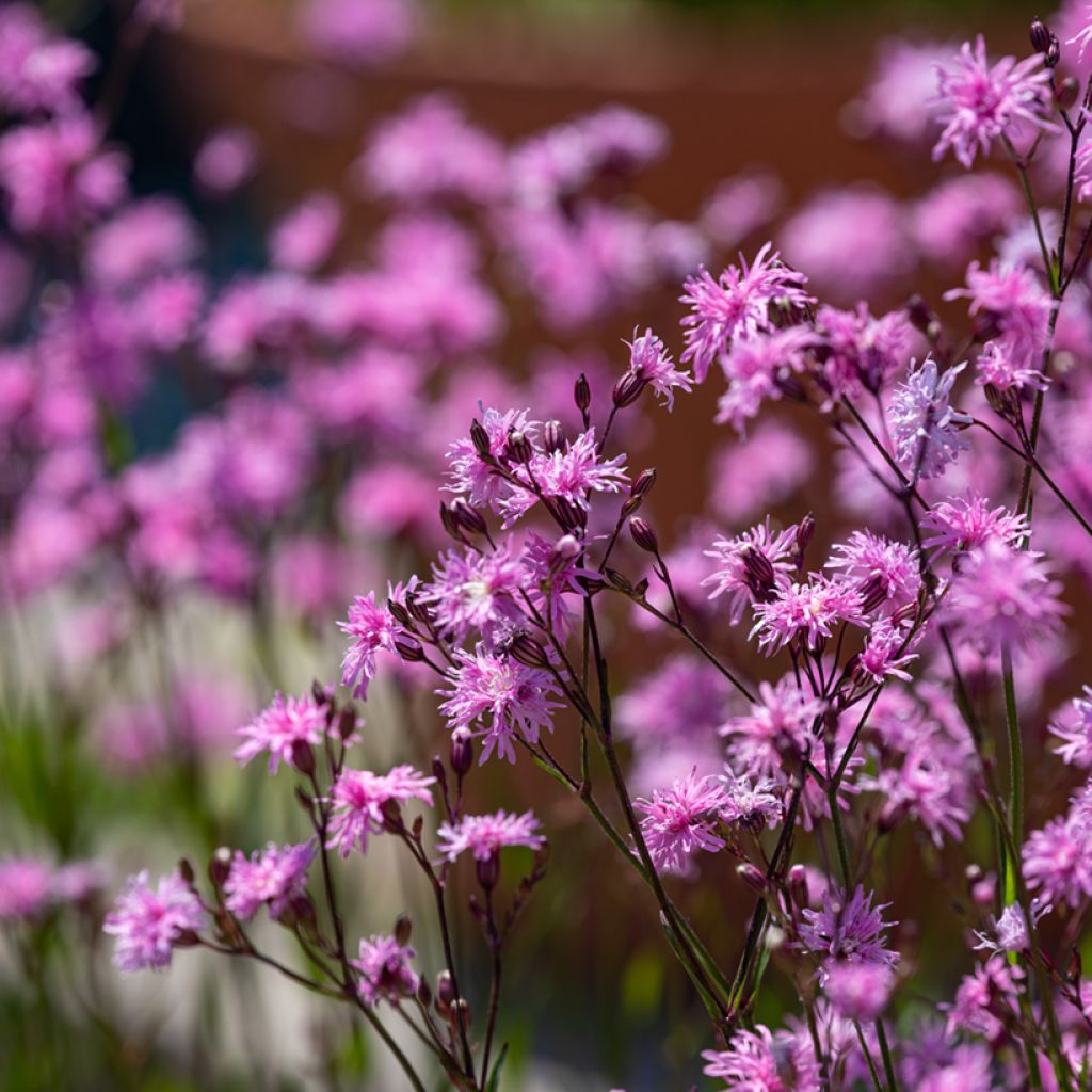 Kuckucks-Lichtnelke Jenny - Lychnis flos-cuculi