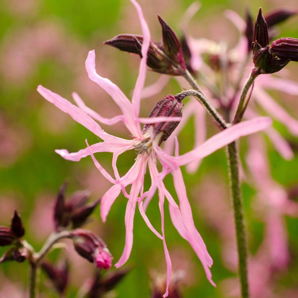 Kuckucks-Lichtnelke - Lychnis flos-cuculi