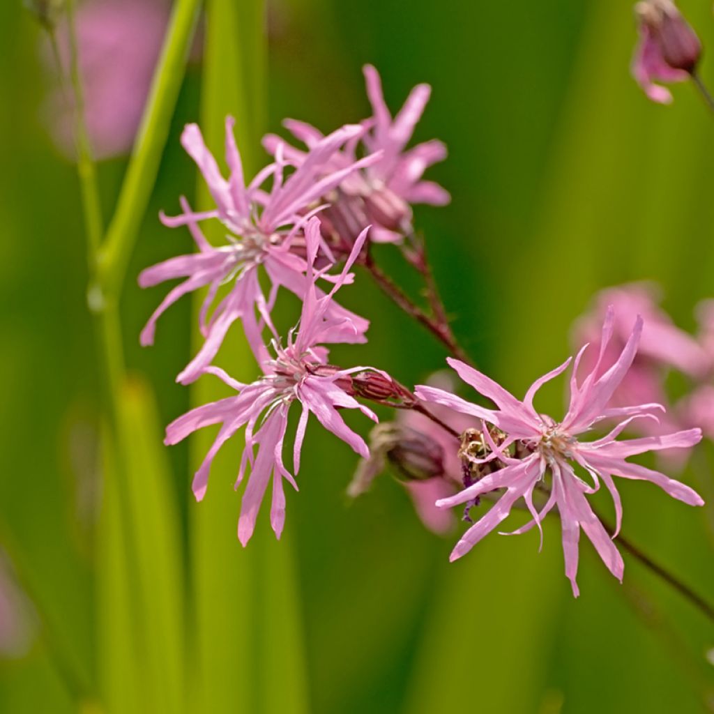 Kuckucks-Lichtnelke - Lychnis flos-cuculi