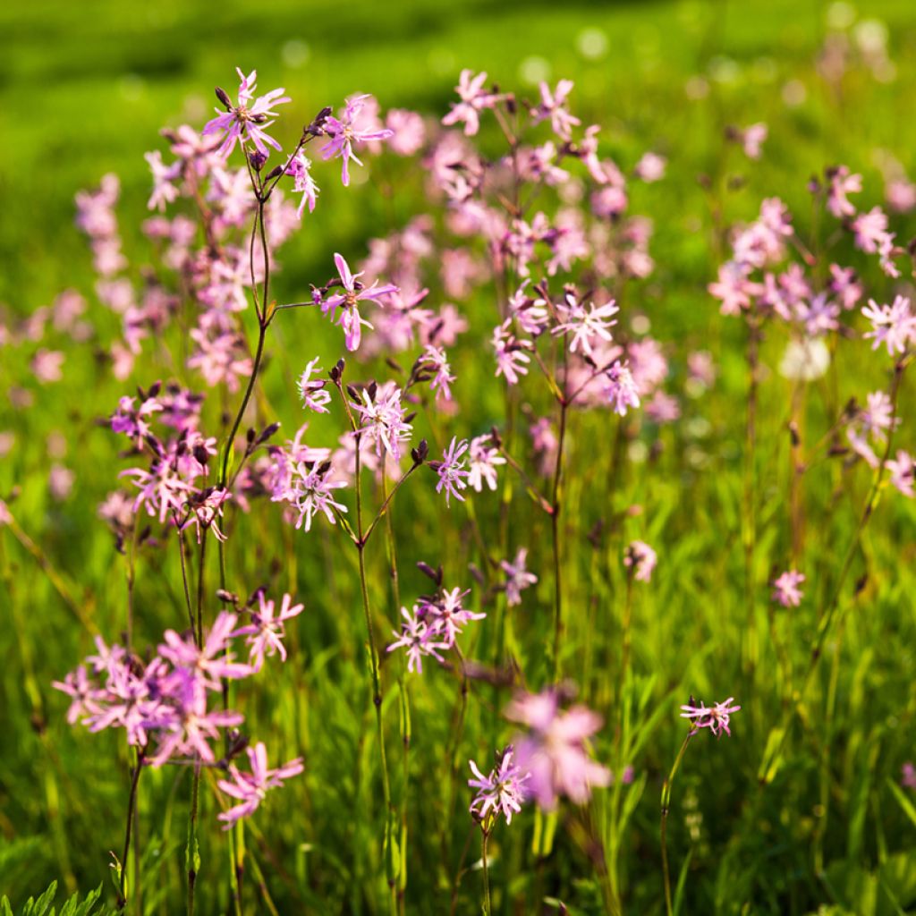 Kuckucks-Lichtnelke - Lychnis flos-cuculi