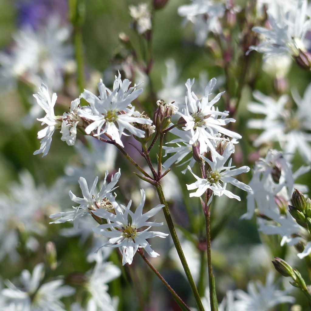 Kuckucks-Lichtnelke White Robin - Lychnis flos-cuculi