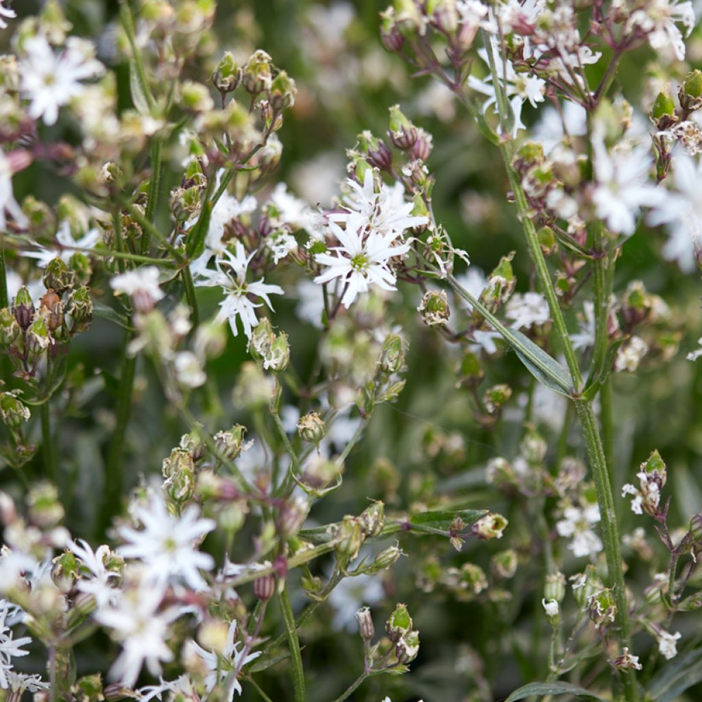 Kuckucks-Lichtnelke White Robin - Lychnis flos-cuculi