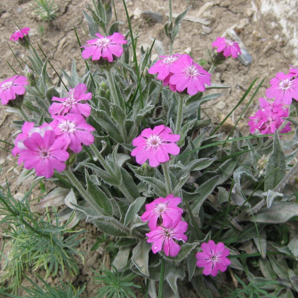 Jupiter-Nelke - Lychnis flos-jovis