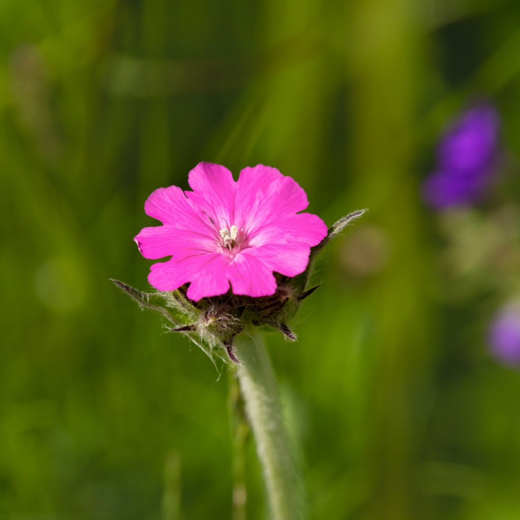 Jupiter-Nelke - Lychnis flos-jovis