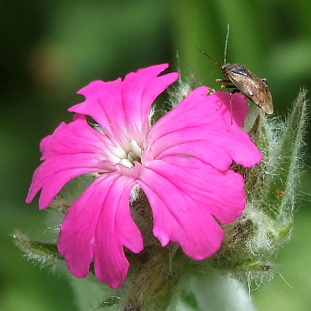 Jupiter-Nelke Peggy - Lychnis flos-jovis