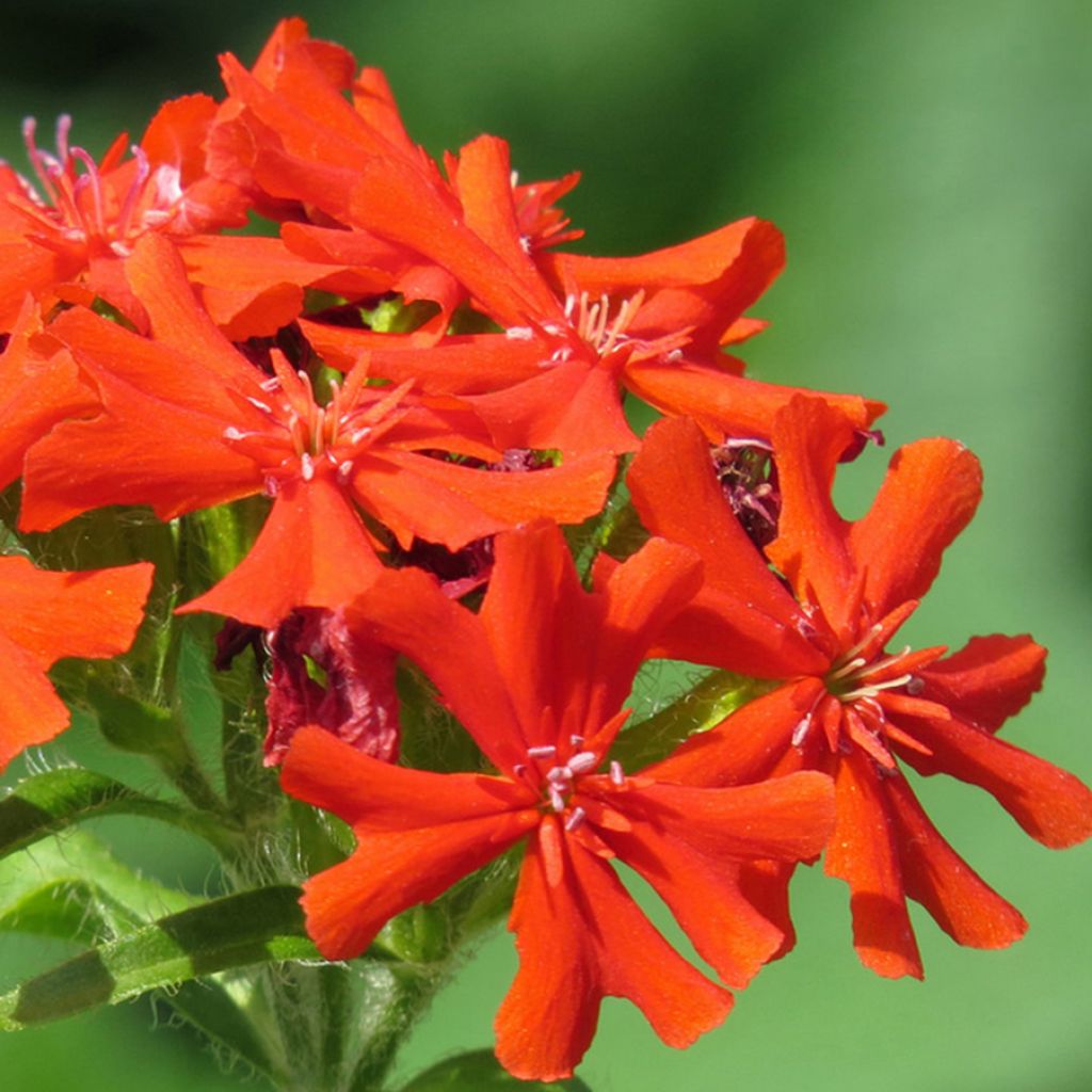 Haage-Nelke Molten Lava - Lychnis haageana