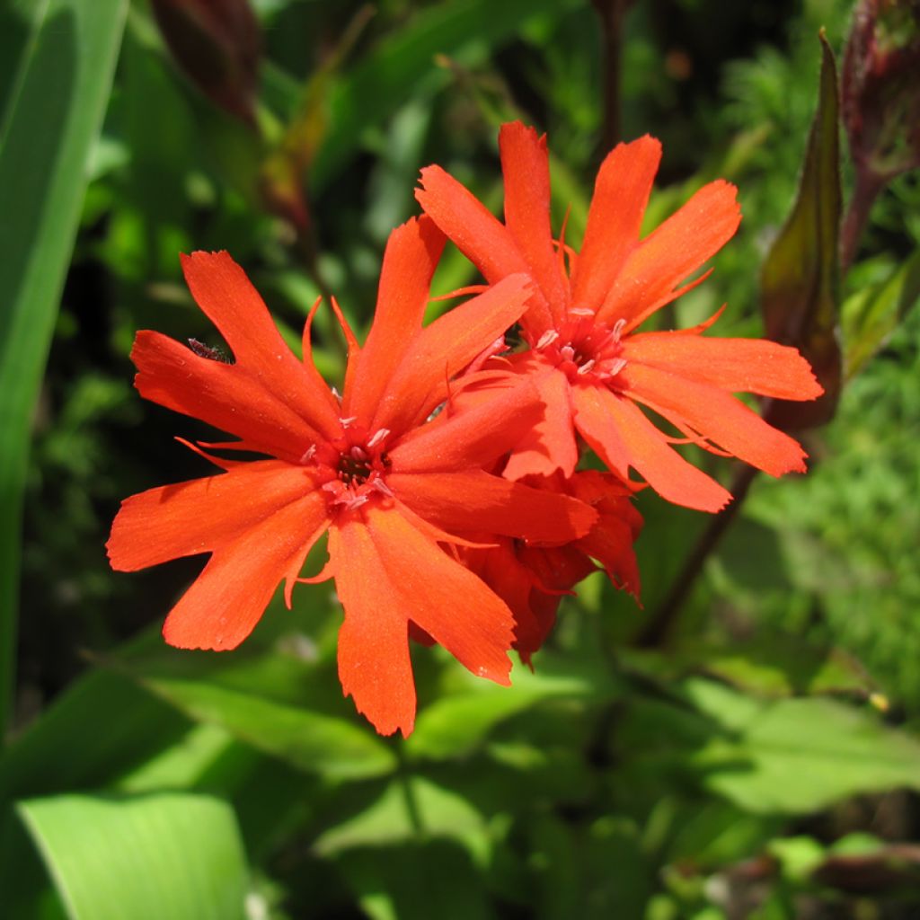 Haage-Nelke Molten Lava - Lychnis haageana