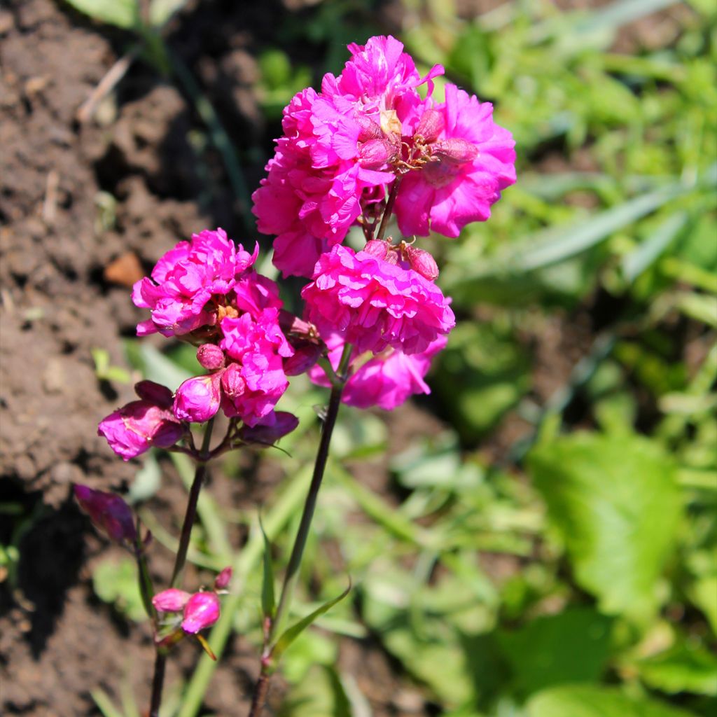 Lychnis viscaria Plena - Attrape-mouches à fleurs doubles