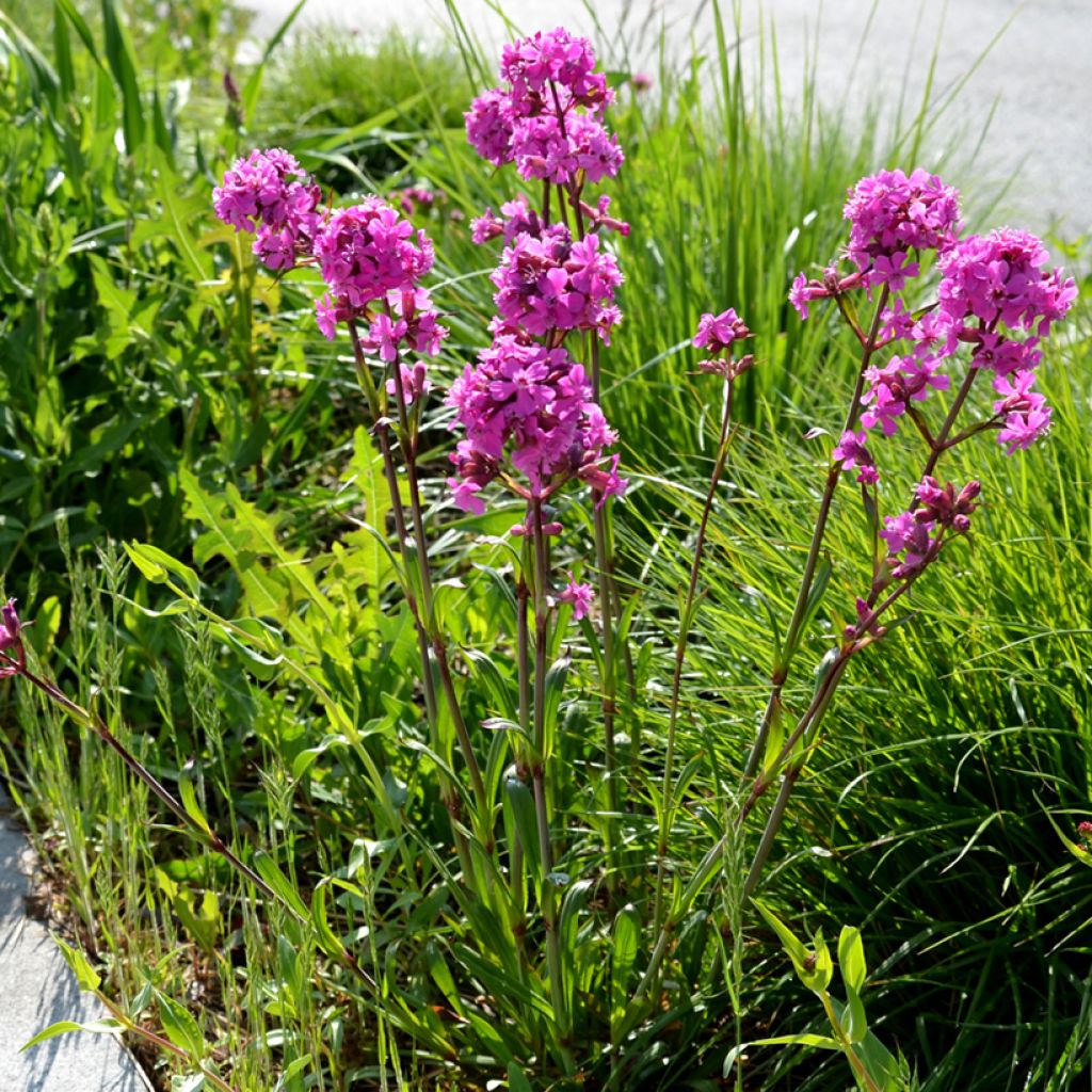 Gewöhnliche Pechnelke Splendens - Lychnis viscaria