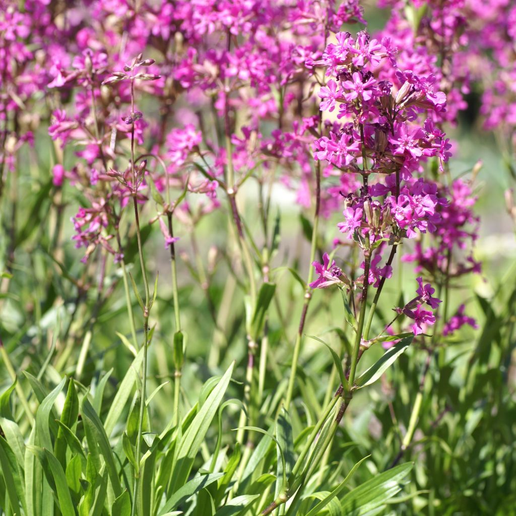 Lichtnelke - Lychnis yunnanensis