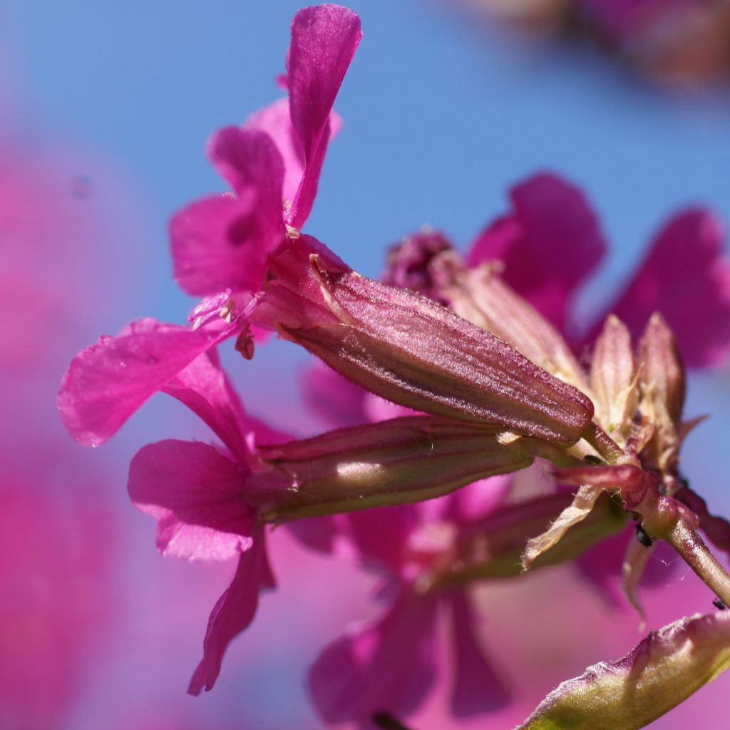 Lychnis yunnanensis