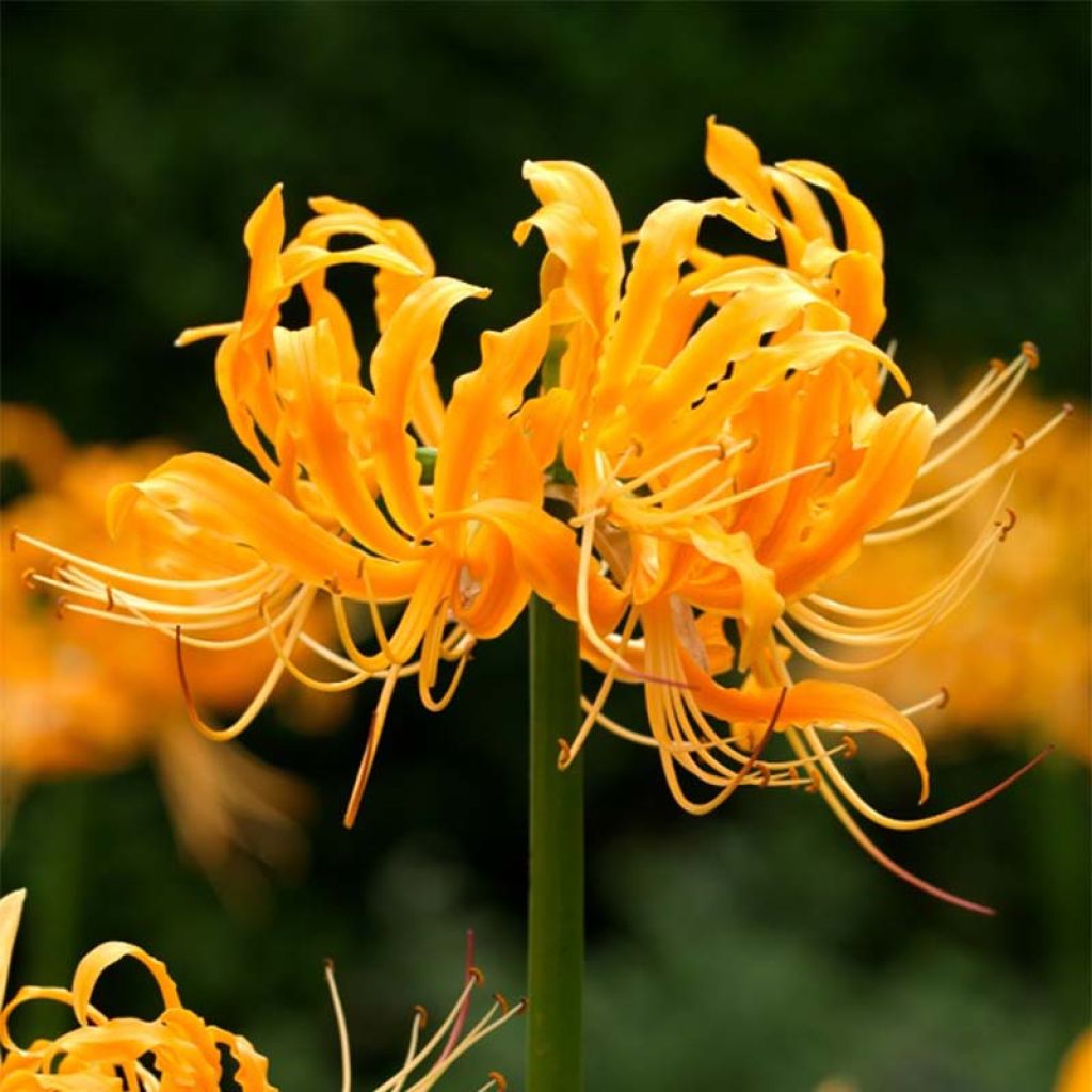 Lycoris aurea - Spinnenlilie