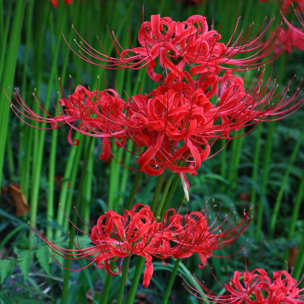 Lycoris radiata - Spinnenlilie