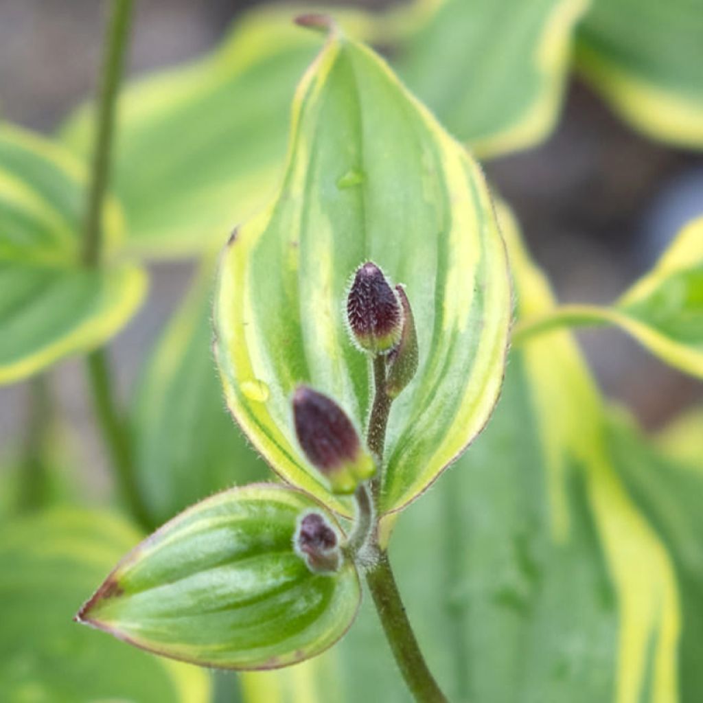 Tricyrtis formosana Autumn Glow - Krötenlilie