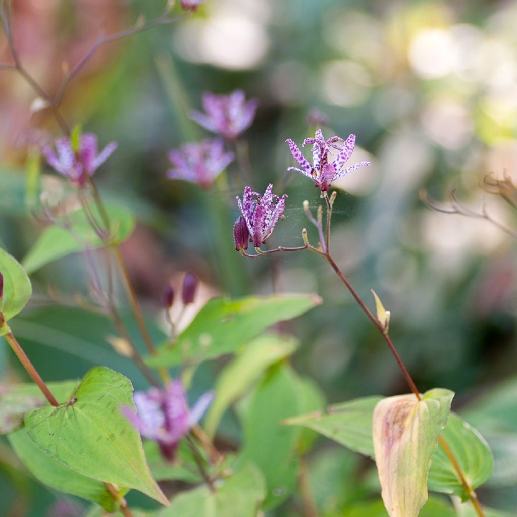 Tricyrtis formosana Pink Freckles - Krötenlilie