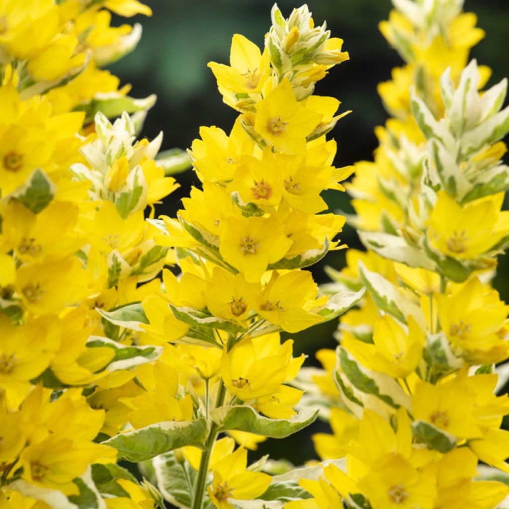 Lysimachia punctata Variegata - Gilbweiderich